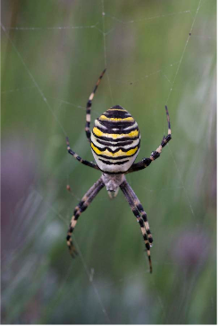 Lodewijk van Deysselhof