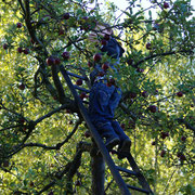 Appelpluk en appelfeest gecancelled