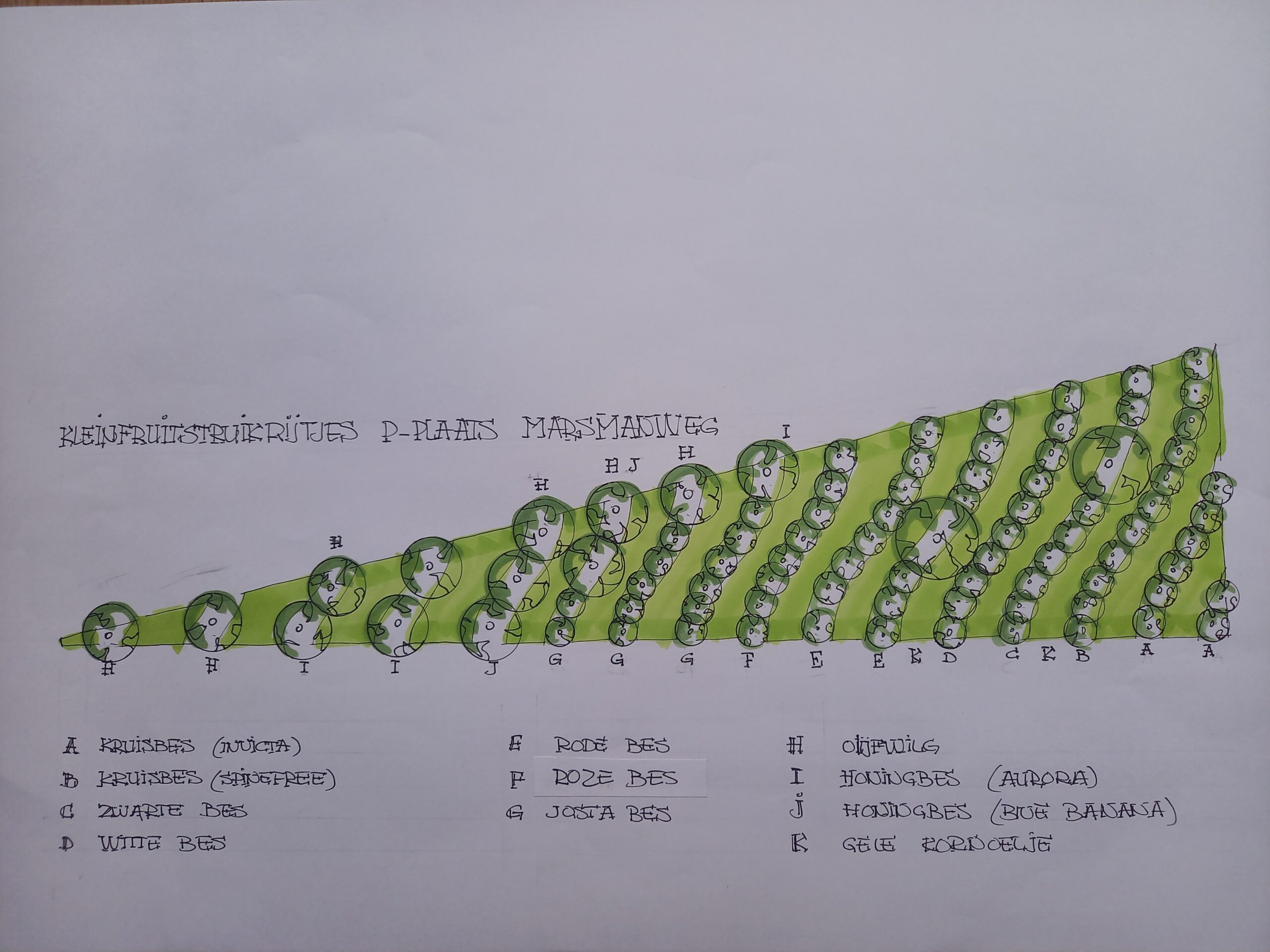 Zaterdagmiddag 24/2 aanplanten kleinfruit heuvel Marsmanweg met Terra Bella